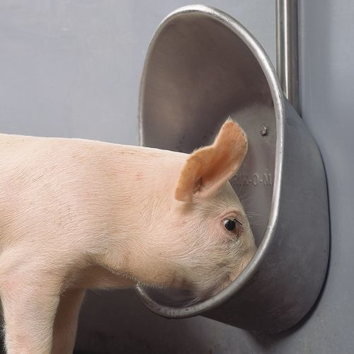 猪用饮水器 - DRIK-O-MAT - ACO Funki A/S - 喂食碗 / 不锈钢