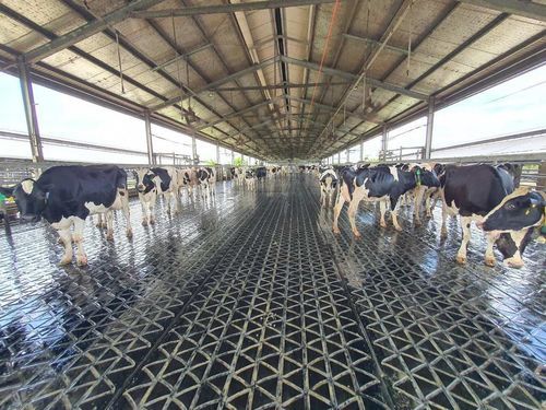 橡胶地垫 - ComfortMat Z 20/0 - AGRIPROM - 农业建筑用 / 牛的舒适度 / 奶牛谷仓