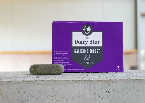 营养补充丸 - DairyStar Salicine Boost - AGRIPROM - 牛 / 增强抵抗力 / 牛的舒适度