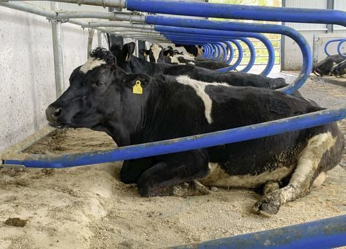 奶牛谷仓牛舍隔栏 - Cubicle - AGRIPROM - 家畜棚舍 / 牛的舒适度 / 牛的自然行为