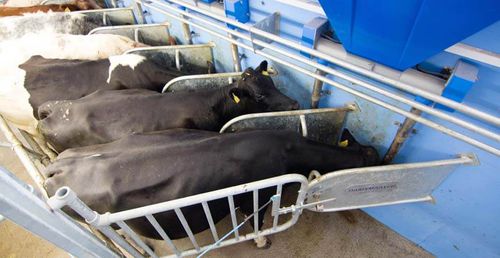 牛食槽 - Dairymaster - 不锈钢 / 墙面固定 / 挤奶厅