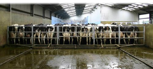 链条刮粪机 - Dairymaster/爱尔兰Dairymaster - 直线型 / 带推力护栏带推力护栏