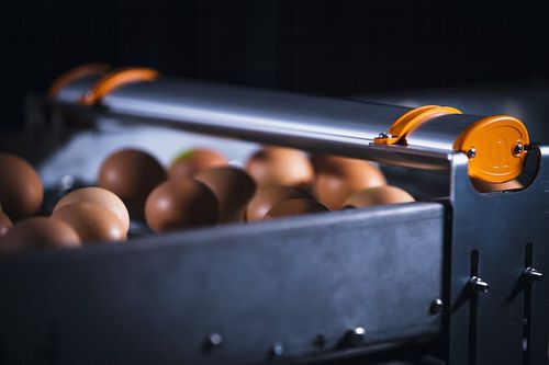 鸡蛋计数器 - EggXact - Hotraco Agri BV