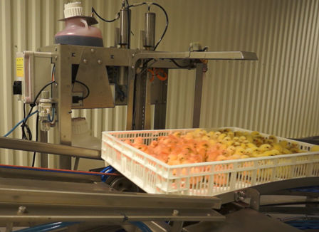 出生一天鸡仔疫苗接种机 - Innovatec Hatchery Automation - 喷洒