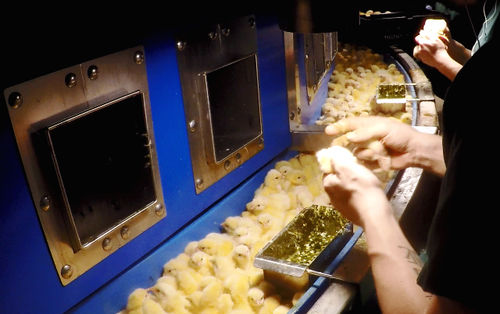 雏鸡输送机 - Innovatec Hatchery Automation - 带式 / 传统型 / 性行为