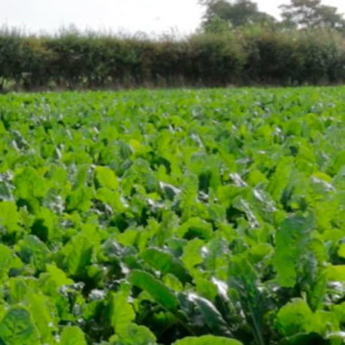 糖料甜菜种子 - SMART VESNICA - KWS SAAT AG/科沃施农业科技 - 抗尾孢菌叶斑病