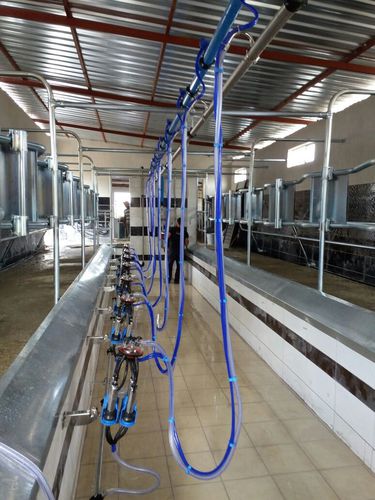 奶牛挤奶厅 - Melasty Milking Machines & Equipment - 鱼骨式