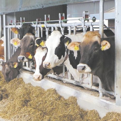 奶牛颈枷 - MILKPLAN S.A. - 管状