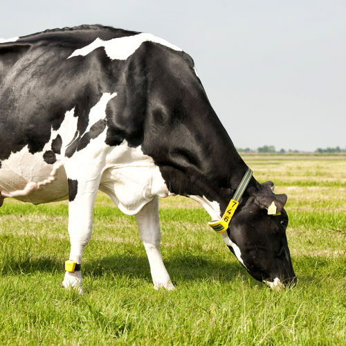 RFID动物身份识别器 - Nedap Livestock Management