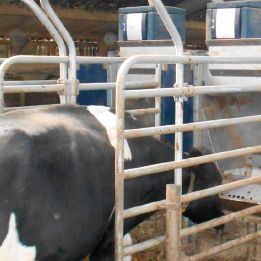 牛饲喂站 - Nedap Livestock Management - 带有管理软件 / 带自动识别系统 / 可编程