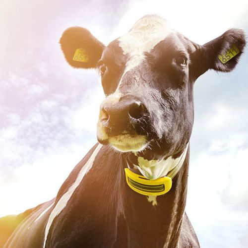 牛用监控系统 - COWcontrol ™ - Nedap Livestock Management - 健康状况