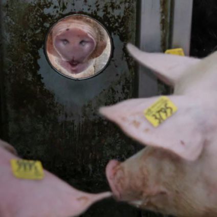 固定动物身份识别器 - Nedap Livestock Management - RFID