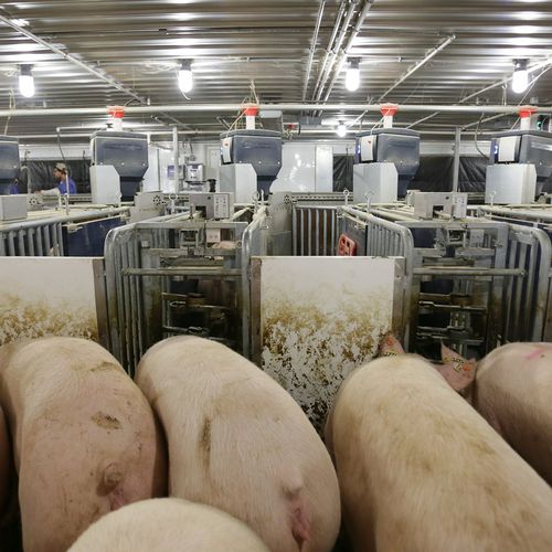 猪用分隔门 - Nedap Livestock Management - 自动化