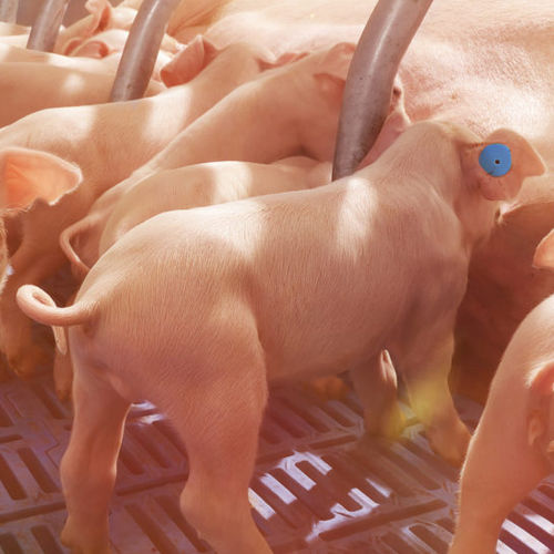猪饲喂设备 - Nedap Livestock Management - 固定