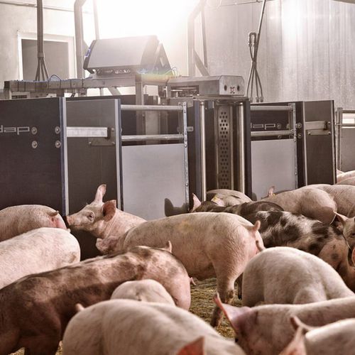 猪用分隔门 - Nedap Livestock Management - 自动化 / 带重量检测