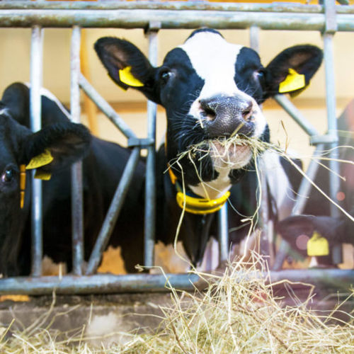 牛用监控系统 - Nedap Livestock Management - 健康状况