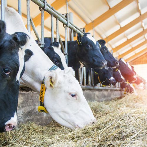 牛用监控系统 - Nedap Livestock Management - 动物活动 / 移动式