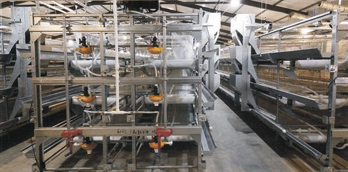 笼子肉鸡饲养系统 - EI-LY/F7040/8040 - Qingdao Xingyi Electronic Equipment Co., Ltd.