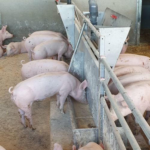 猪用喂食器 - Longtail - Schauer Agrotronic GmbH - 金属 / 多入口