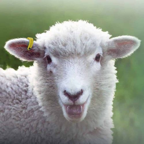 绵羊耳标 - SCR Europe Srl - 山羊 / 电子 / 塑料