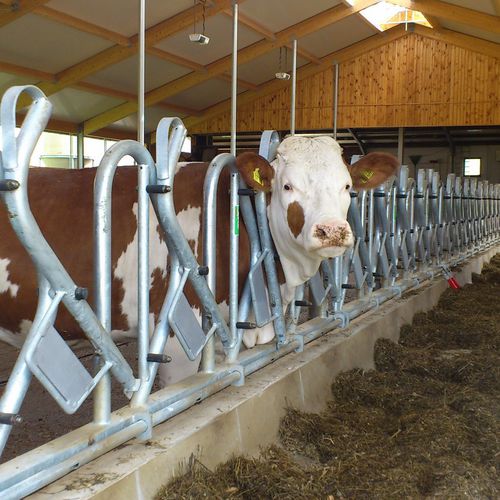 奶牛颈枷 - Openline Rubos - Spinder Dairy Housing Concepts - 标准 / 自锁 / 瑞典式
