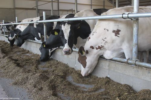 奶牛颈枷 - Tubing Feed front - Spinder Dairy Housing Concepts - 标准 / 管状