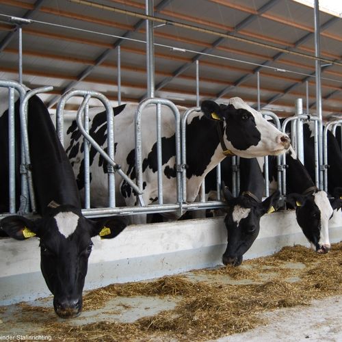 奶牛颈枷 - Openline Swedish - Spinder Dairy Housing Concepts - 牛犊 / 自锁 / 瑞典式