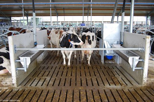 畜牧养殖护栏 - Barrier Gate, Basic/Spring loaded - Spinder Dairy Housing Concepts - 加固 / 牛用 / 金属