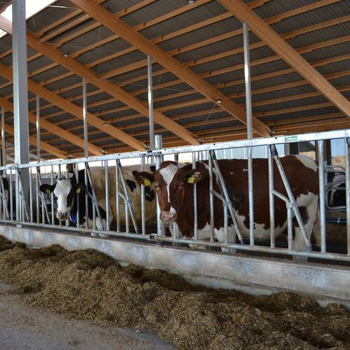 奶牛颈枷 - Baseline  - Spinder Dairy Housing Concepts - 牛犊 / 自锁 / 组合式