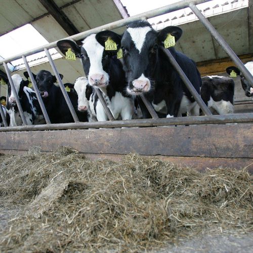 奶牛颈枷 - Diagonal  - Spinder Dairy Housing Concepts - 牛犊 / 标准 / 斜
