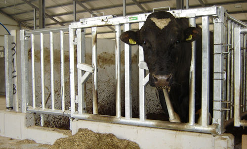 畜牧养殖护栏 - Bull pen - Spinder Dairy Housing Concepts - 加固 / 牛用 / 金属