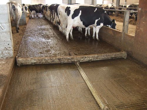 绳索式刮粪机 - CombiScraper Solid floor - Spinder Dairy Housing Concepts - 直线型 / 橡胶 / 自动