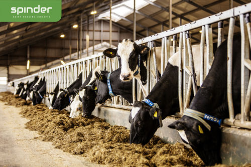 奶牛颈枷 - Highline - Spinder Dairy Housing Concepts - 自锁 / 管状 / 组合式