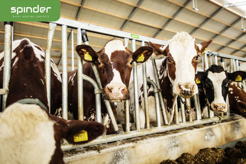 奶牛颈枷 - Limoline  - Spinder Dairy Housing Concepts - 自锁 / 管状 / 组合式
