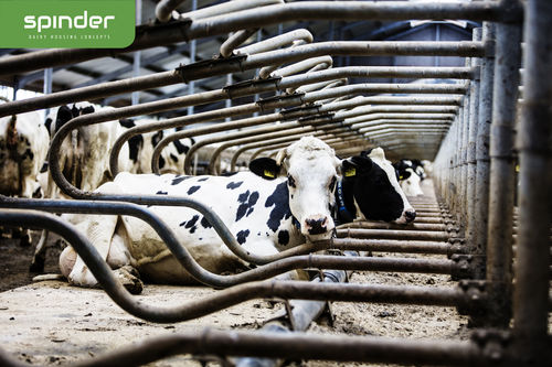 牛舍隔栏 - Comfort - Spinder Dairy Housing Concepts