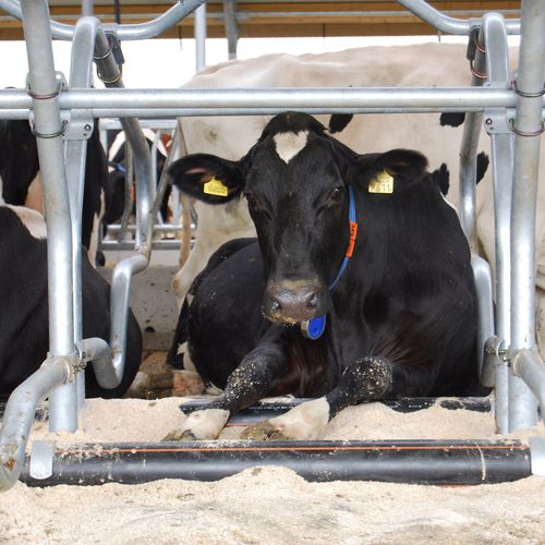 牛用牛膝盖保护器 - Knee Retainer - Spinder Dairy Housing Concepts