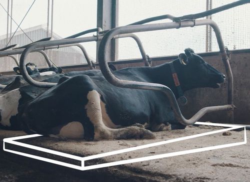 橡胶牛床垫 - Meadow Valley 7.4 x 185cm - Spinder Dairy Housing Concepts - 泡沫 / 乳胶 / 用于隔间