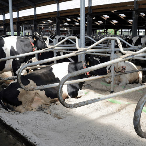 牛舍隔栏 - Vetvice Sandcubicle - Spinder Dairy Housing Concepts