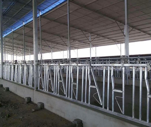 奶牛颈枷 - Tai'an Yimeite Machinery Co., Ltd. - 自锁 / 管状 / 可调节