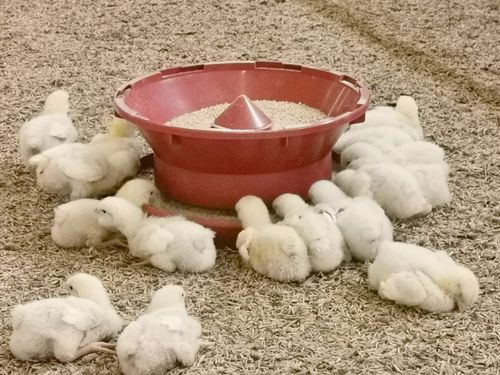 禽类喂食器 - Spitfeeder - TIGSA - 塑料 / 多入口 / 环形