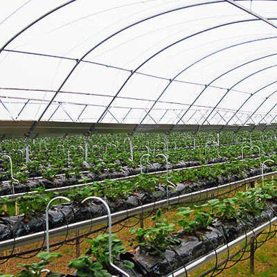 草莓种植无土栽培系统 - Haygrove Inc
