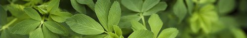 紫苜蓿动物饲料 - WL 336HQ.RR - W-L Research - 用于饲料 / 耐寒