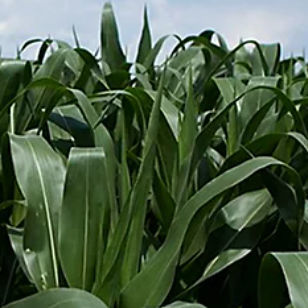 极早熟玉米种子 - P7326 - DuPont Pioneer/杜邦先锋 - 谷物 / 青贮 / 抗长蠕孢菌病