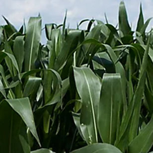 极早熟玉米种子 - P7034 - DuPont Pioneer/杜邦先锋 - 谷物 / 青贮 / 抗纹枯病