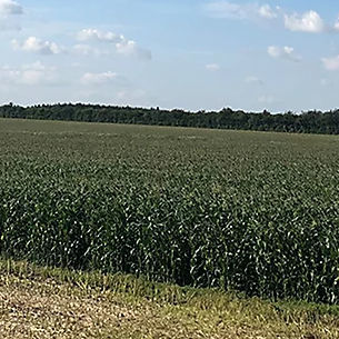 极早熟玉米种子 - P7892 - DuPont Pioneer/杜邦先锋 - 青贮 / 抗纹枯病 / 混合动力