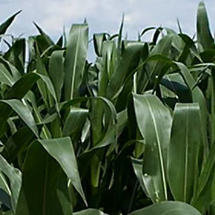 早熟玉米种子 - P7524 - DuPont Pioneer/杜邦先锋 - 青贮 / 抗纹枯病 / 混合动力