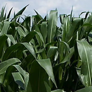 青贮玉米种子 - P8201 - DuPont Pioneer/杜邦先锋 - 抗纹枯病 / 混合动力 / 抗倒伏