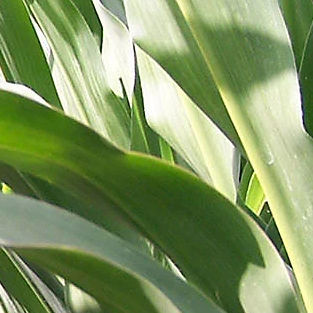 极早熟玉米种子 - P7179 - DuPont Pioneer/杜邦先锋 - 谷物 / 青贮 / 抗纹枯病