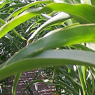 晚熟玉米种子 - DS1897B - DuPont Pioneer/杜邦先锋 - 谷物 / 青贮 / 混合动力