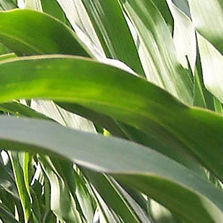 早熟玉米种子 - P7647 - DuPont Pioneer/杜邦先锋 - 青贮 / 谷物 / 混合动力